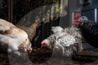 Australians turn to back yard chickens to beat the rising price of eggs