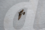 Wildlife A The Oxbow Nature Conservancy