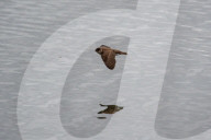 Wildlife A The Oxbow Nature Conservancy