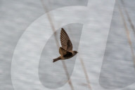 Wildlife A The Oxbow Nature Conservancy