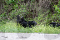 Wildlife A The Oxbow Nature Conservancy
