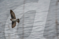 Wildlife A The Oxbow Nature Conservancy