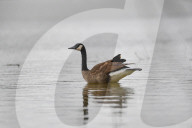 Wildlife A The Oxbow Nature Conservancy