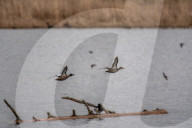 Wildlife A The Oxbow Nature Conservancy