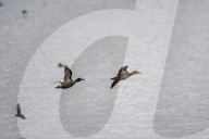 Wildlife A The Oxbow Nature Conservancy