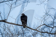 Wildlife A The Oxbow Nature Conservancy