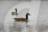 Wildlife A The Oxbow Nature Conservancy