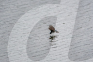 Wildlife A The Oxbow Nature Conservancy