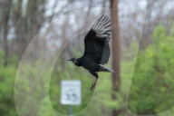 Wildlife A The Oxbow Nature Conservancy