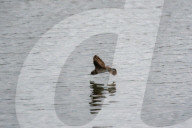 Wildlife A The Oxbow Nature Conservancy