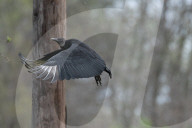 Wildlife A The Oxbow Nature Conservancy