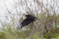 Wildlife A The Oxbow Nature Conservancy