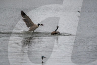 Wildlife A The Oxbow Nature Conservancy