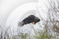 Wildlife A The Oxbow Nature Conservancy