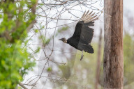 Wildlife A The Oxbow Nature Conservancy