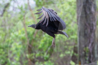 Wildlife A The Oxbow Nature Conservancy