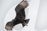 Wildlife A The Oxbow Nature Conservancy