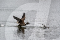 Wildlife A The Oxbow Nature Conservancy