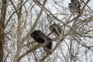 Wildlife A The Oxbow Nature Conservancy