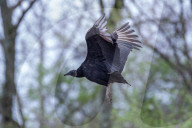 Wildlife A The Oxbow Nature Conservancy