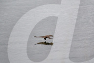 Wildlife A The Oxbow Nature Conservancy
