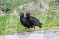 Wildlife A The Oxbow Nature Conservancy