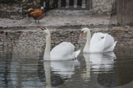 Kharkiv Zoo celebrates International Bird Day