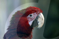 Kharkiv Zoo celebrates International Bird Day