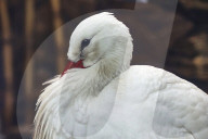 Kharkiv Zoo celebrates International Bird Day