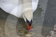 Kharkiv Zoo celebrates International Bird Day