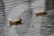 Kharkiv Zoo celebrates International Bird Day