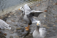 Kharkiv Zoo celebrates International Bird Day