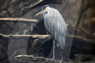 Kharkiv Zoo celebrates International Bird Day