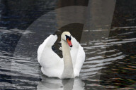 Kharkiv Zoo celebrates International Bird Day