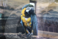 Kharkiv Zoo celebrates International Bird Day