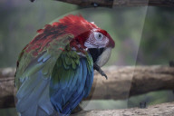 Kharkiv Zoo celebrates International Bird Day