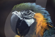 Kharkiv Zoo celebrates International Bird Day