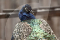 Kharkiv Zoo celebrates International Bird Day