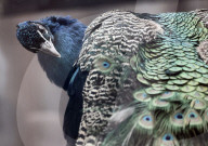 Kharkiv Zoo celebrates International Bird Day