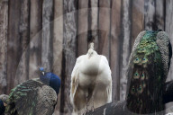 Kharkiv Zoo celebrates International Bird Day