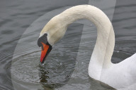 Kharkiv Zoo celebrates International Bird Day
