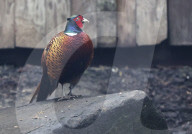 Kharkiv Zoo celebrates International Bird Day