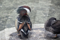 Kharkiv Zoo celebrates International Bird Day