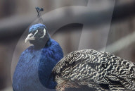 Kharkiv Zoo celebrates International Bird Day