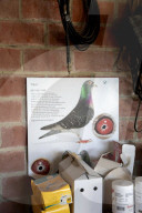Pigeon fanciers in Belgium relive agony of stolen prized birds