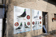Pigeon fanciers in Belgium relive agony of stolen prized birds