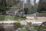 Chester zoo unveils £28m 'Africa' facility - complete with chilly giraffes.