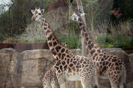 Chester zoo unveils £28m 'Africa' facility - complete with chilly giraffes.