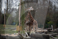 Chester zoo unveils £28m 'Africa' facility - complete with chilly giraffes.