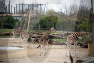 Chester zoo unveils £28m 'Africa' facility - complete with chilly giraffes.